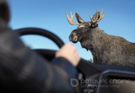 В Рыбинском районе водитель «ГАЗели» сбил лося