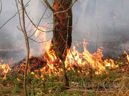 Осторожно - возможны лесные пожары