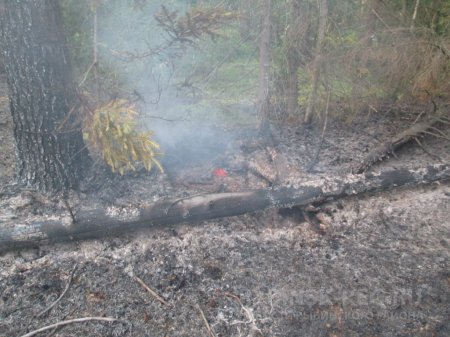 Лесной пожар под Рыбинском охватил территорию 2 гектара